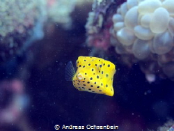 Box fish by Andreas Ochsenbein 